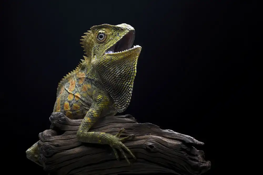 Oesin, Dikky: Forest Dragon