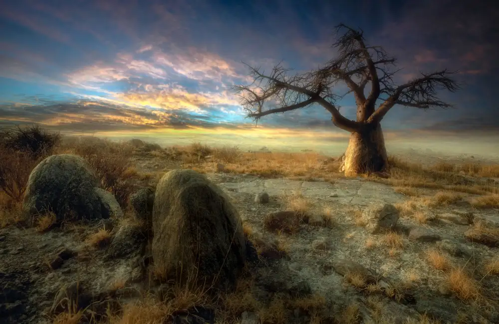 Gerber, Charlaine: Un albero secolare dell'isola di Kubu