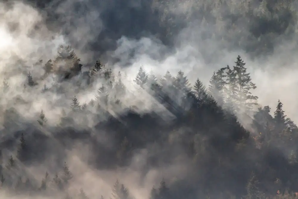 Thierry, Barré: Foresta nebbiosa n. 2 ...
