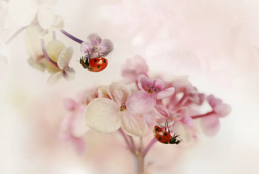Deelen, van Ellen: Blumen und Marienkäfer