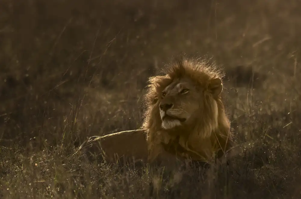 Singh, Anita: Der König