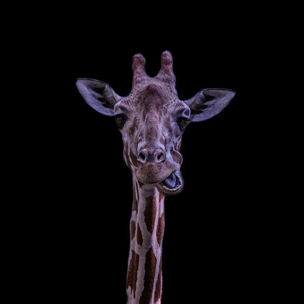 Tsikiridis, Georgios: Giraffa