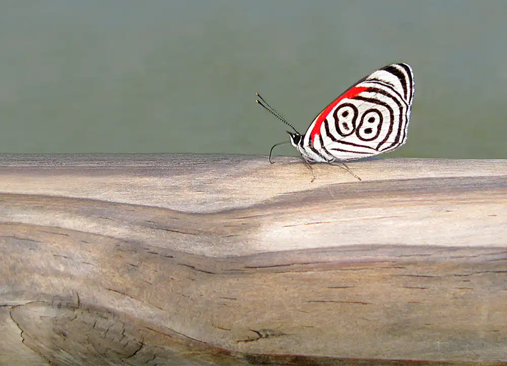 RIZA, ALIZA: Butterfly 88