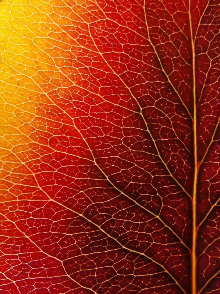 Lesica, Ivan: Hoja de otoño