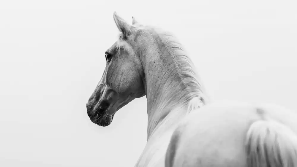 Ignacy, Cembrzynski: una historia corta sobre un caballo esquilado