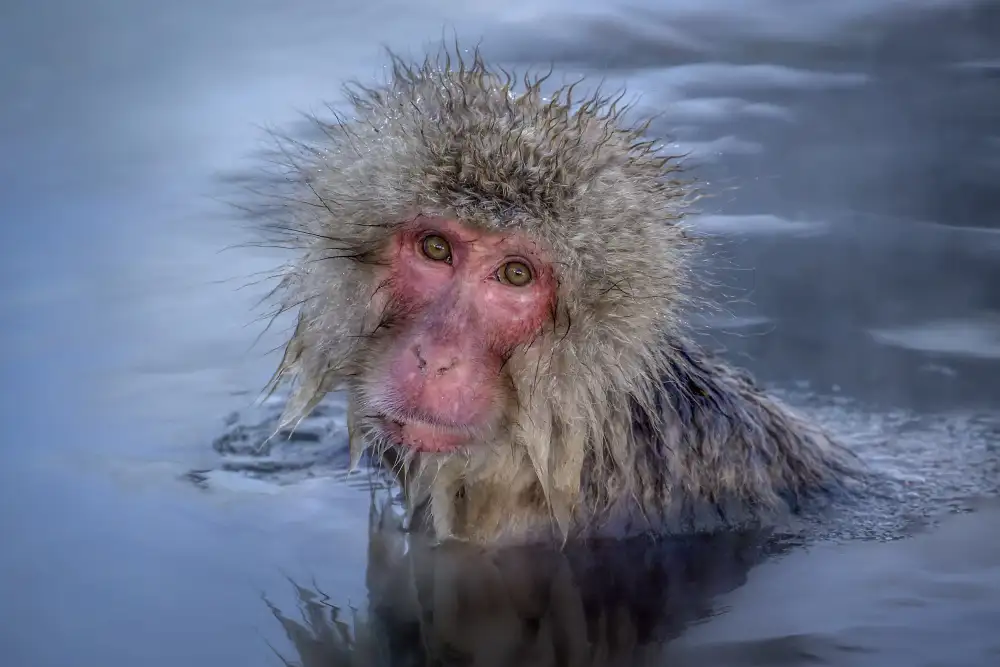 Liu, Ren Raymond: The Japanese Macaque Soaking in Hot Spring