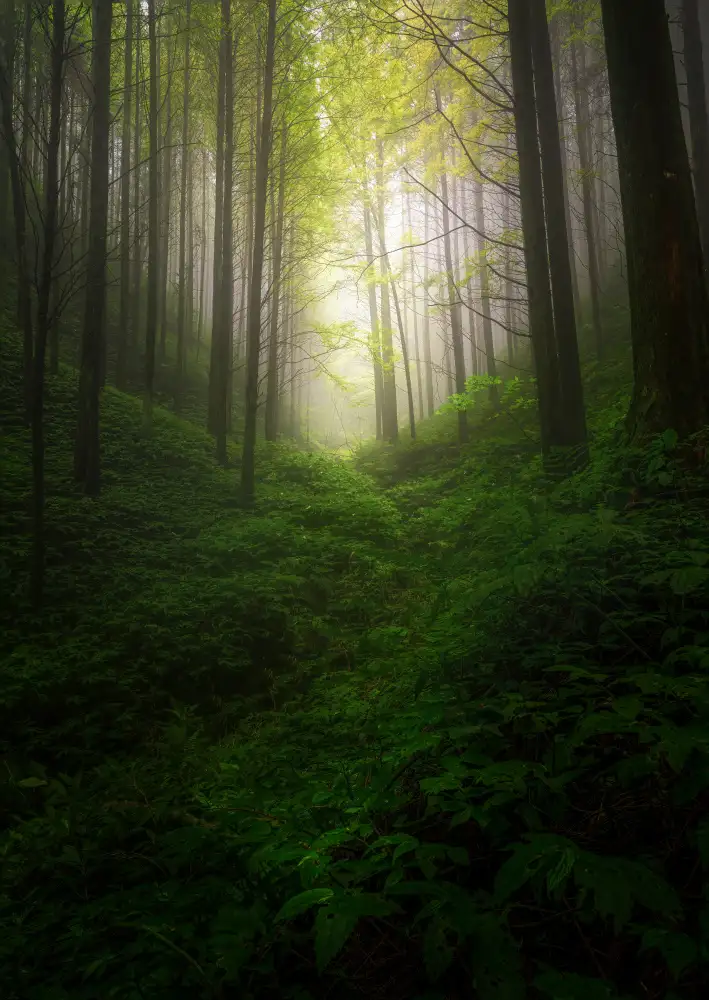 Yezimao: nebliger Wald