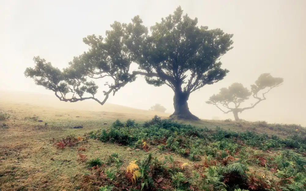 Lackner, Walter: nebbia