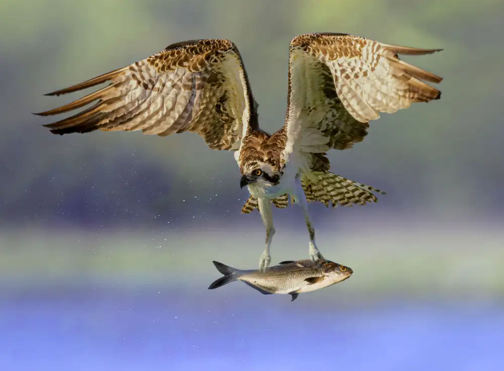 Gu, Zeren: Falco pescatore con preda