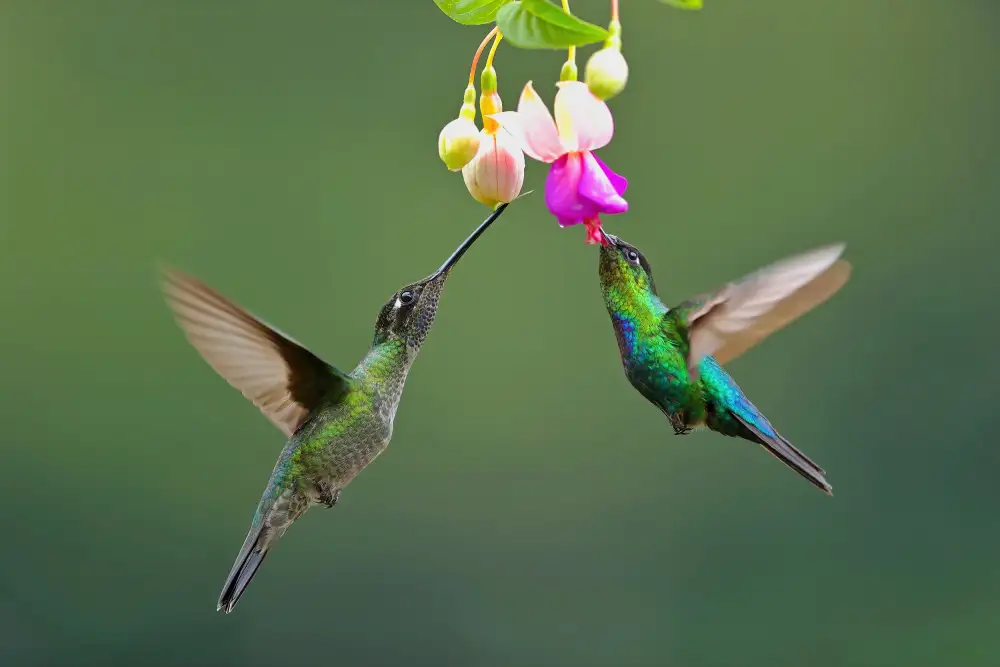 Lam, Gavin: Colibri à gorge ardente