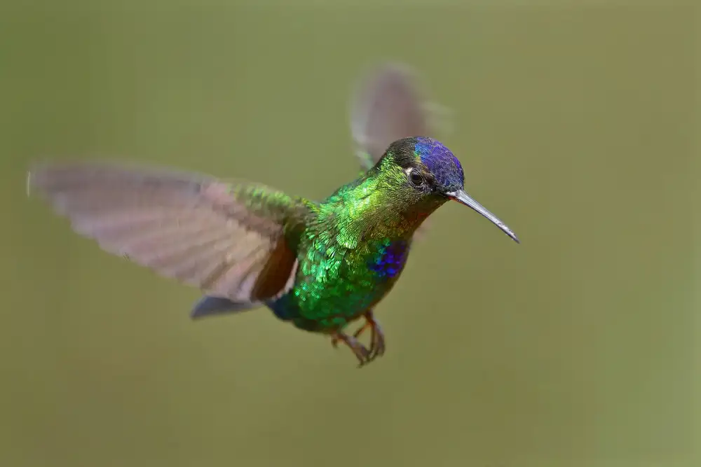 Lam, Gavin: Colibri à gorge ardente