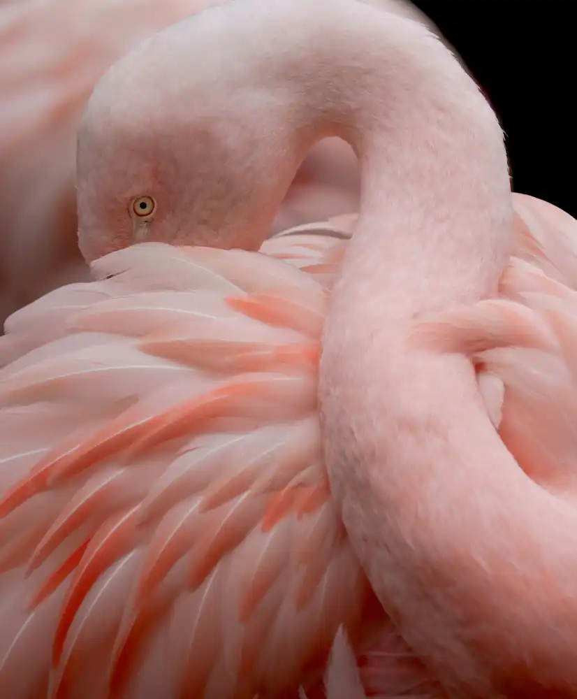 Wechsler, Robin: Portrait d'un flamant rose