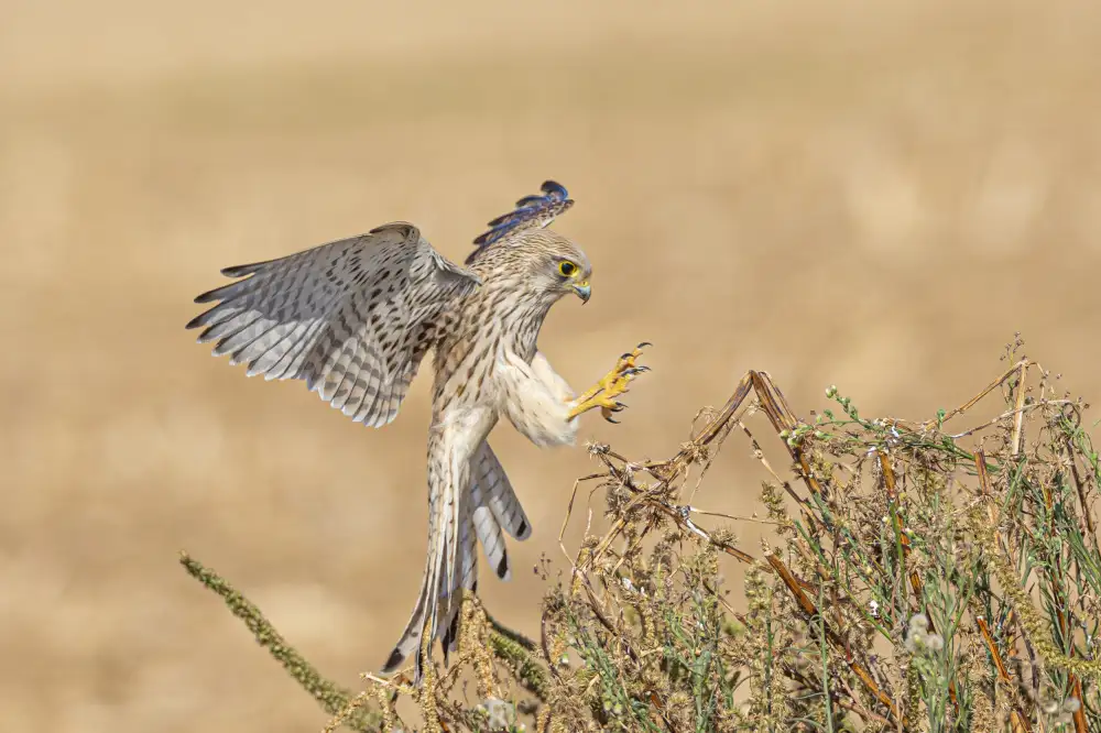ilan: Falco tinúnculo