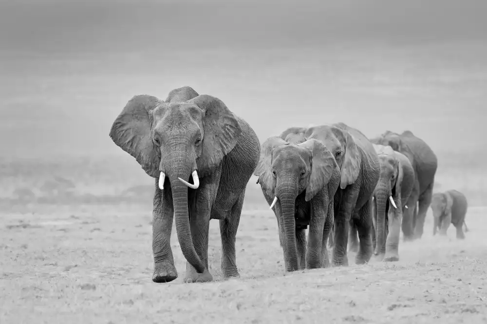 Khataw, Ali: The Herd!