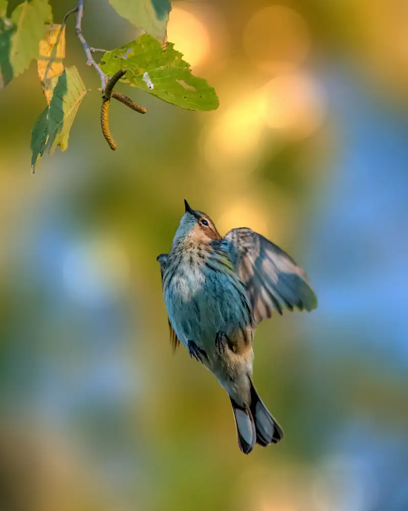Xu, Jian: Yellow rumped warbler