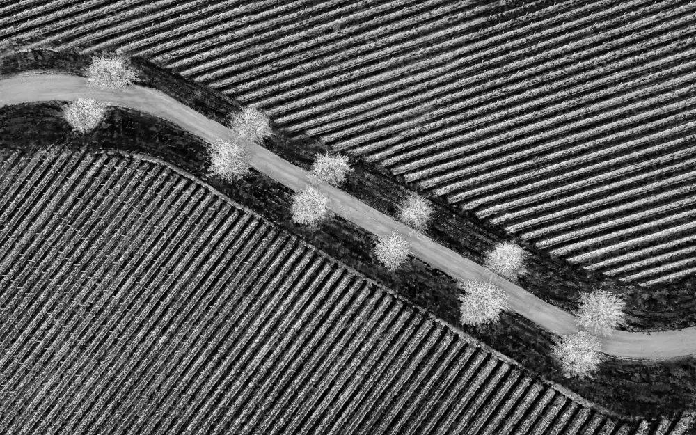 Wu, Irene: La linea della natura