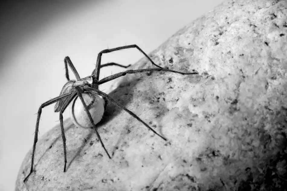 Hoffman, Jimmy: Araña con caja de huevos