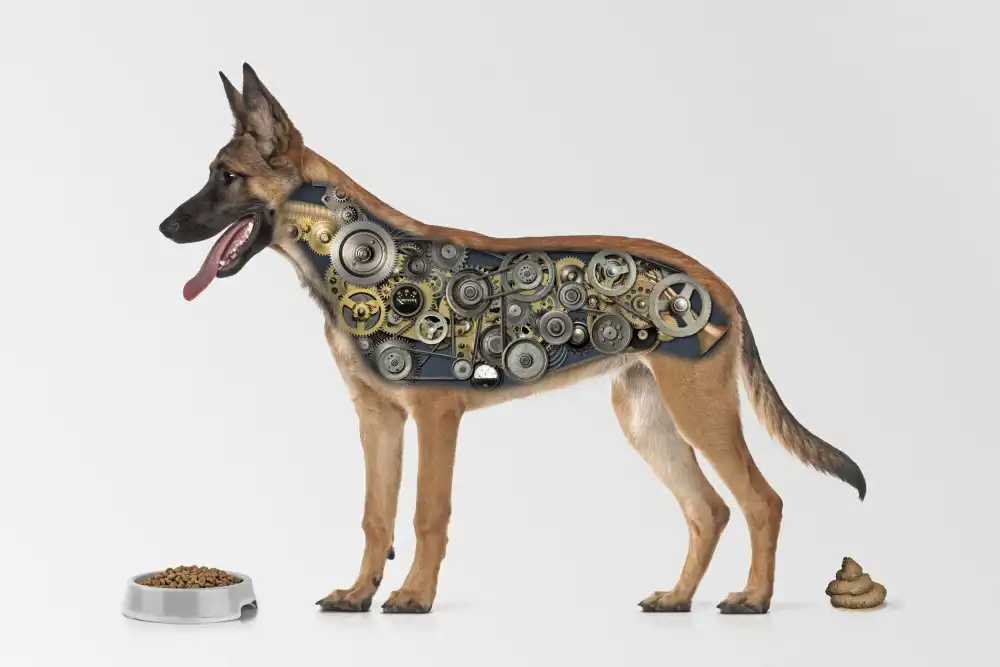 Solo, Mister: Dognologia