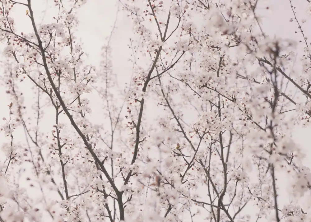 Pienaar, Kathrin: Fleurs de printemps