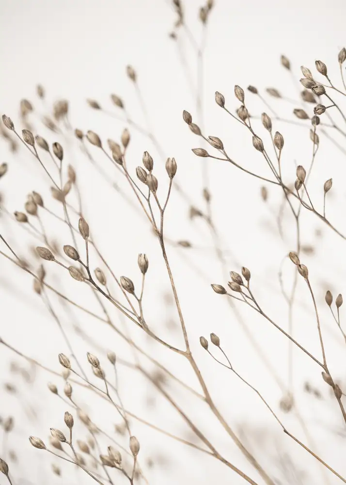Pienaar, Kathrin: Wildes Gras