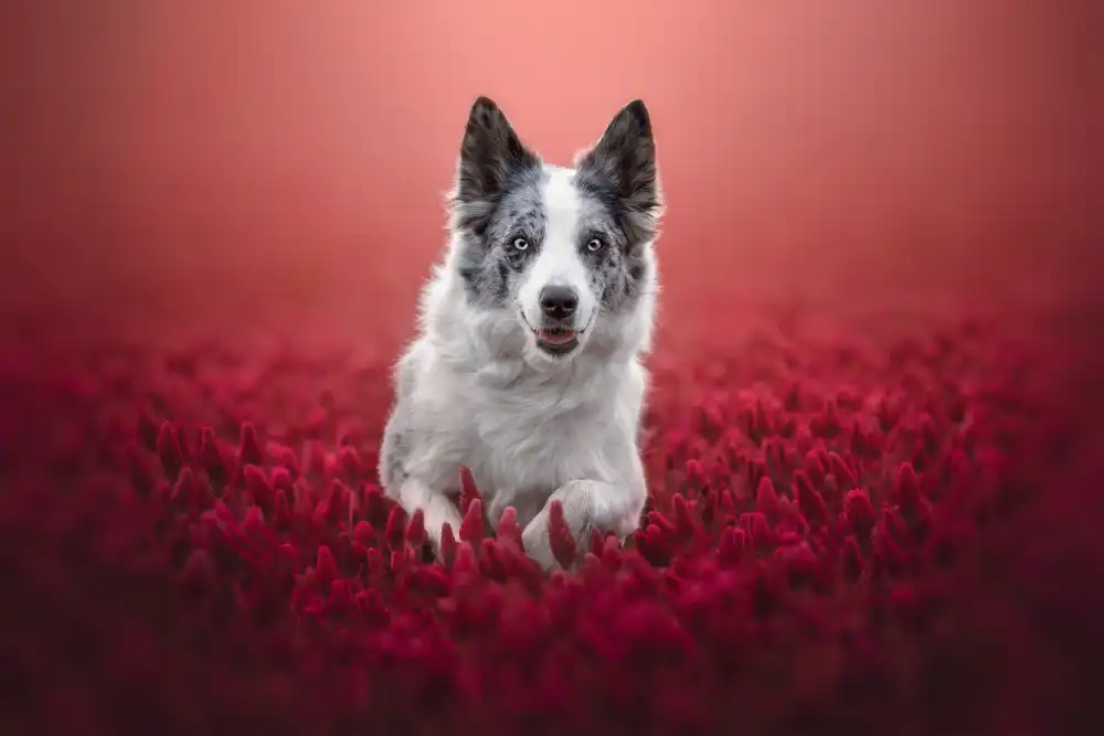 Shandor, Ve: Über Erdbeeren springen