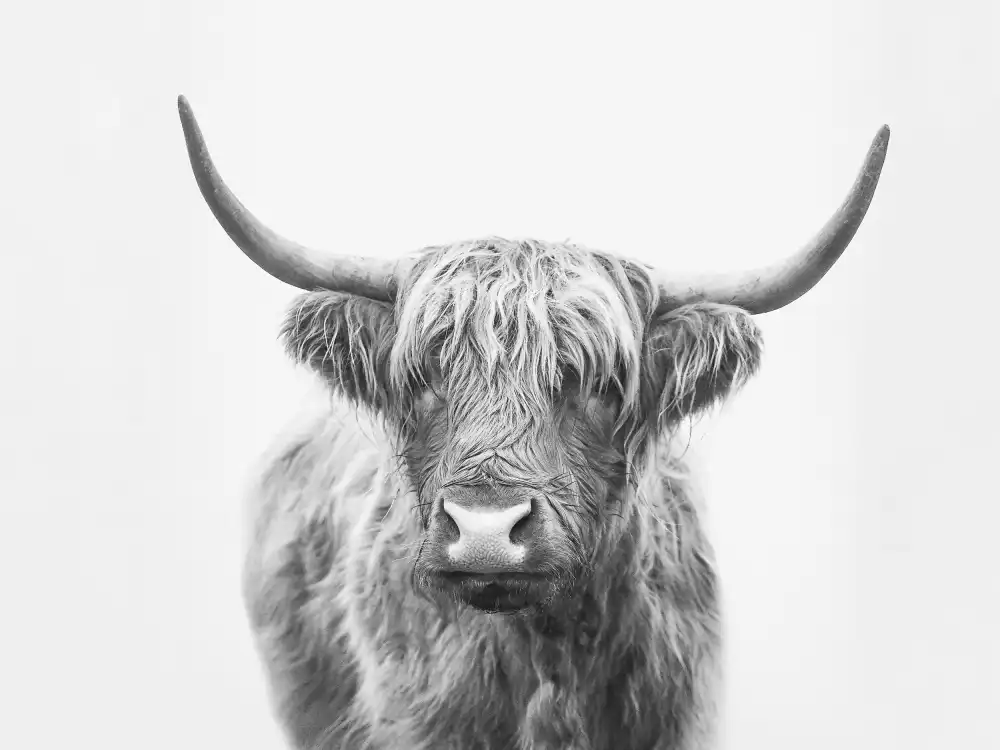 Pienaar, Kathrin: Highland Bull