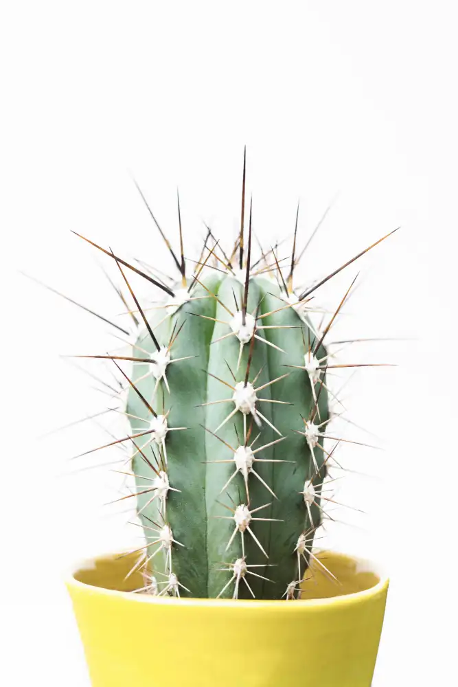 Pienaar, Kathrin: Kaktus Spikey