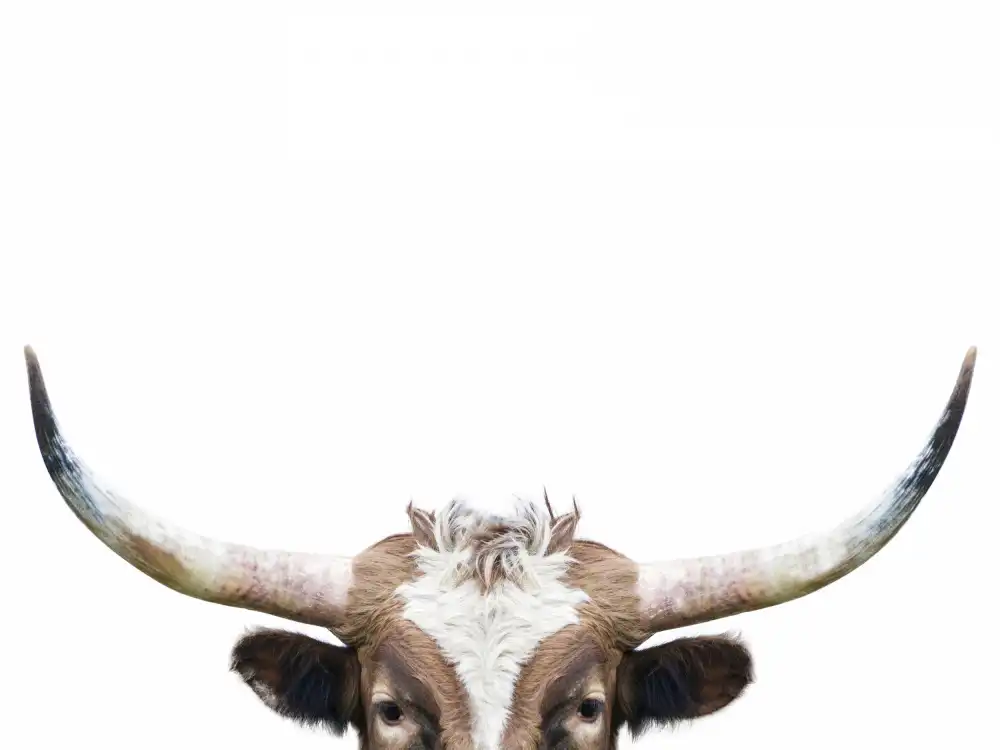 Pienaar, Kathrin: Pokukující kráva Longhorn