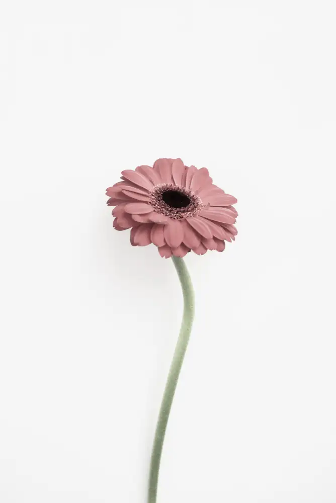 Pienaar, Kathrin: Růžová gerbera