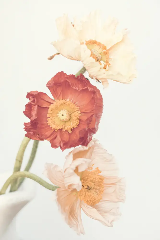 Pienaar, Kathrin: Coquelicots