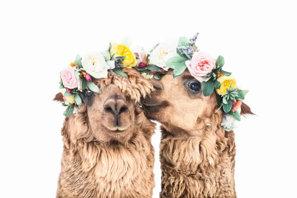 Pienaar, Kathrin: Boho alpaky