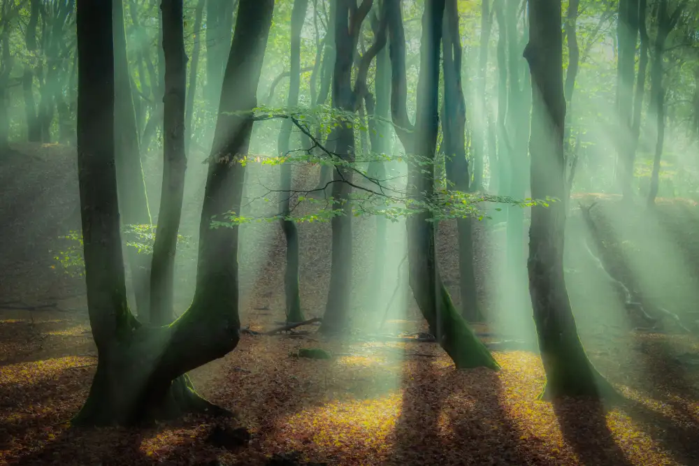 Haaksma, Piet: Forêt magique.