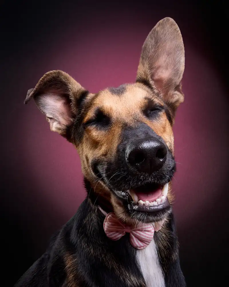 Puerto, del Javier: cane sorridente