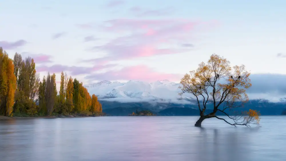 Zhang, Johnny: La casa sull'albero