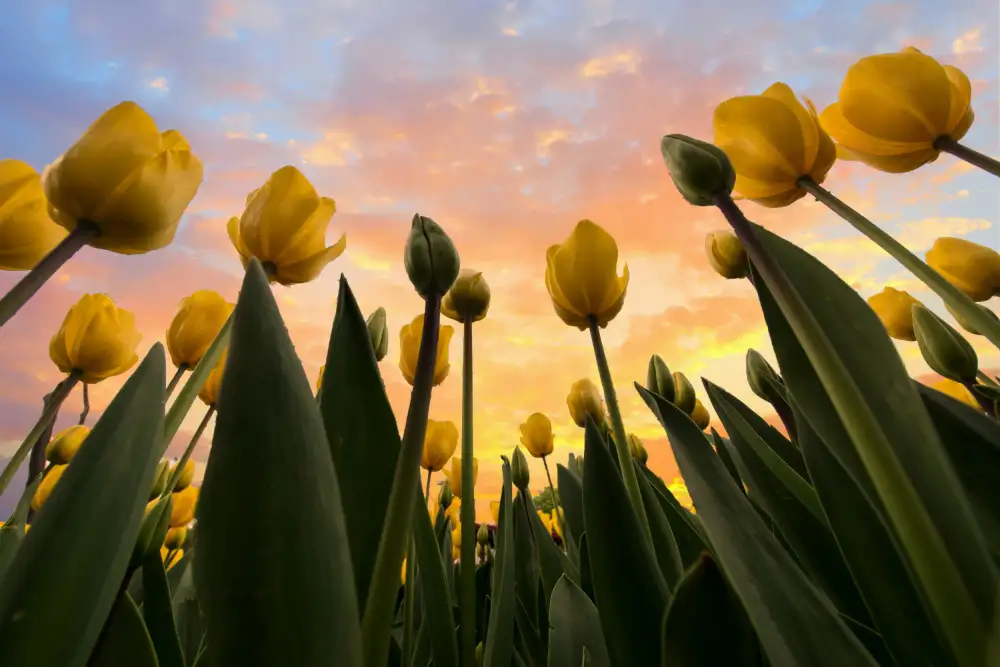 Kortan, Merthan: Tulipani gialli...