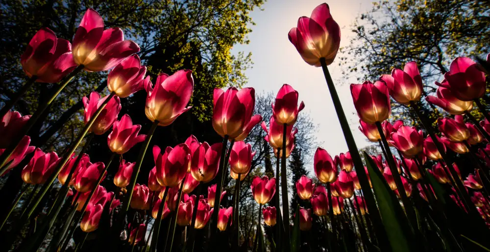 Kortan, Merthan: Tulipani rossi...