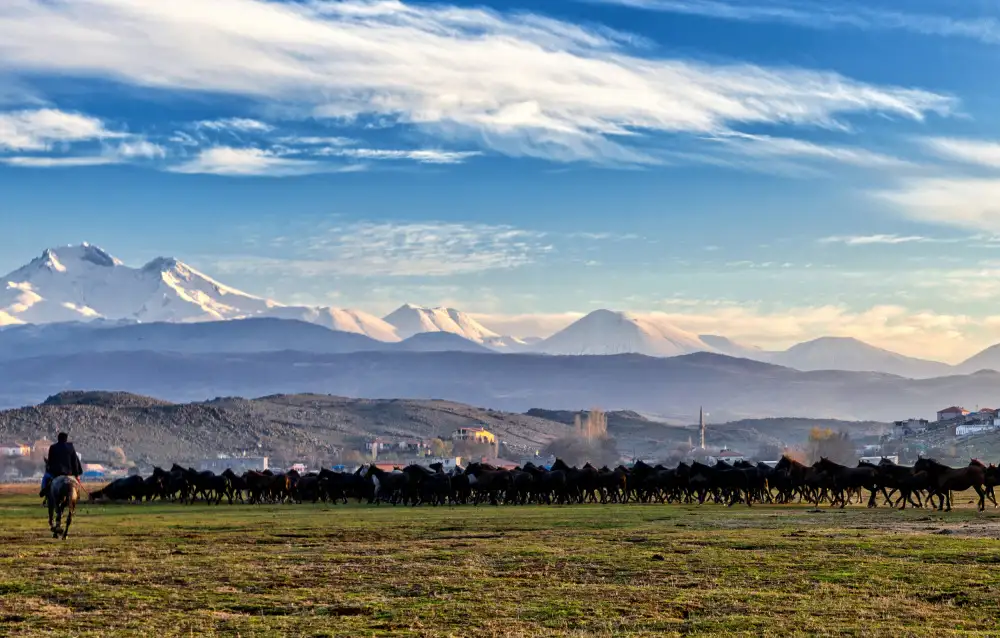 Kortan, Merthan: Cavalli...