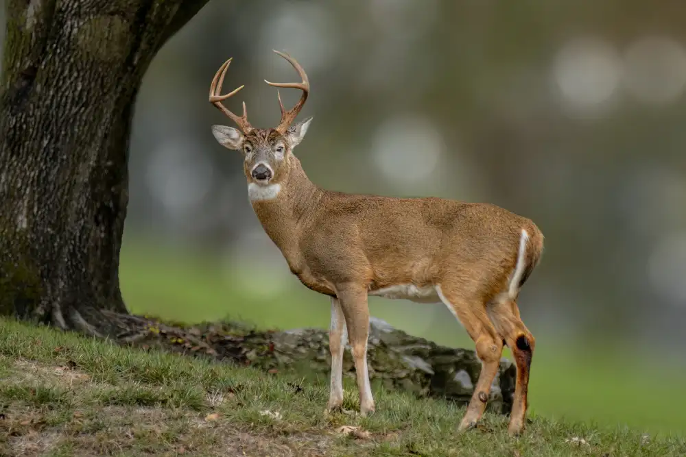 Xu, Jian: Der gutaussehende Buck ist bereit für seine Frau
