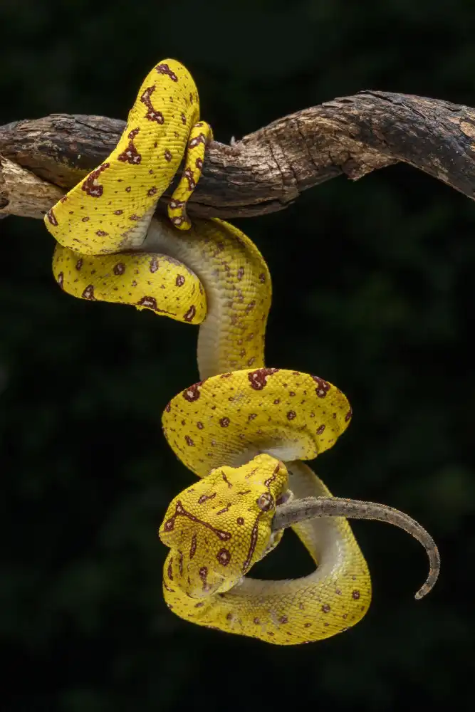 Setiadi, Ajar: Habe Gecko