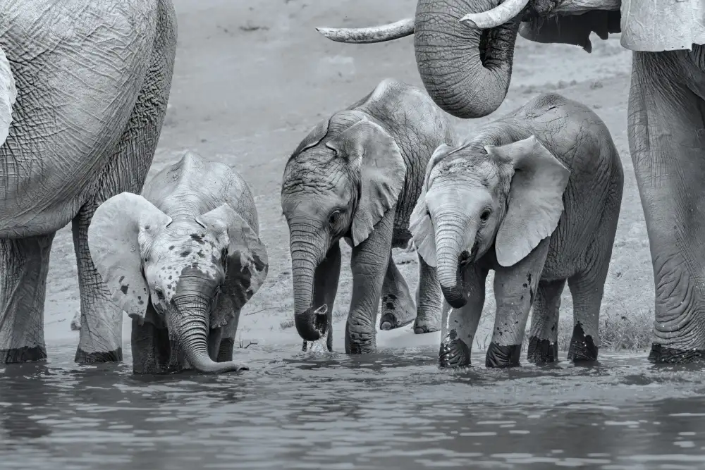 Zuo, Jun: Bébés éléphants