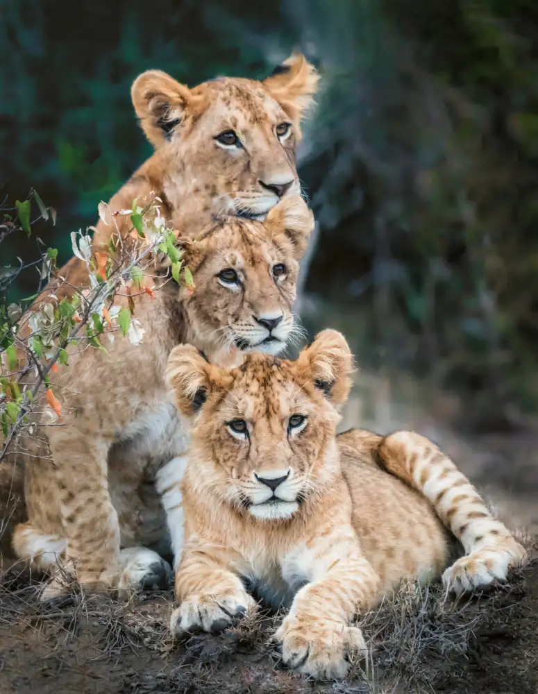 Yang, Jimmy: Lion cubs