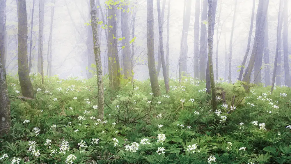 Traverso, Alessandro: Nebbia in primavera