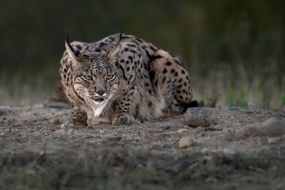 Helsen, Eddy: Iberischer Luchs
