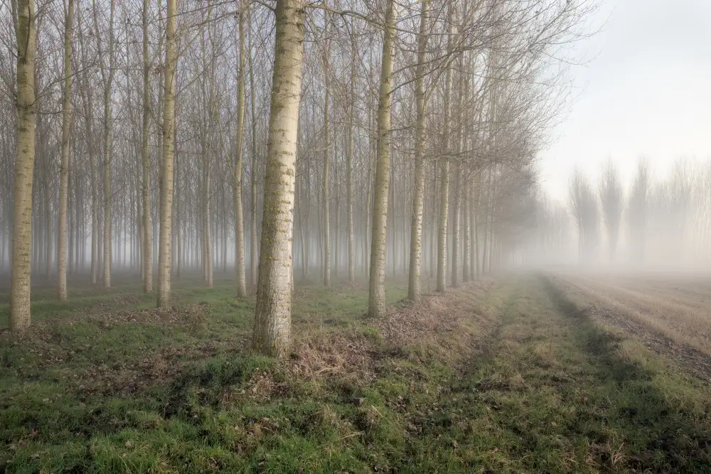 Carozzi, Fiorenzo: PIOPPI NELLA NEBBIA
