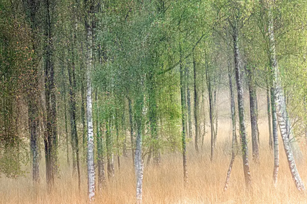 Goossens, Henk: Agiter les arbres
