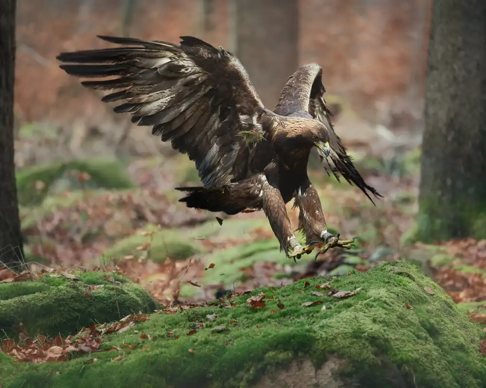 Firešová, Michaela: Landender Adler