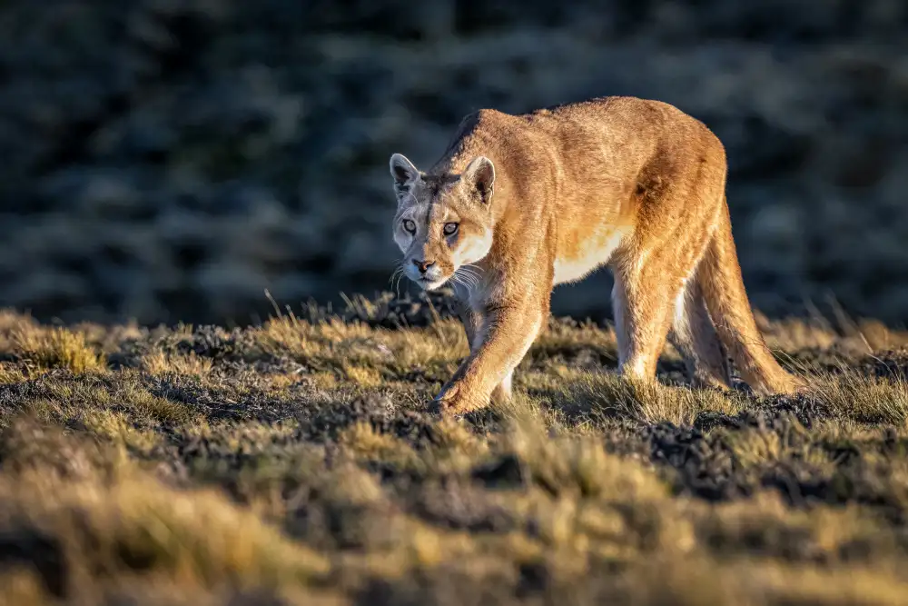 Sink, C. Jeffrey: Guanaco a pranzo?