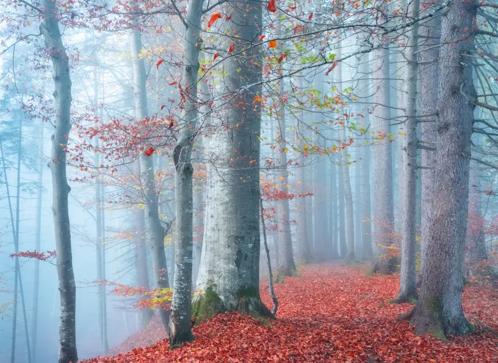 Eisenmann, Ulrike: Autumn Mood