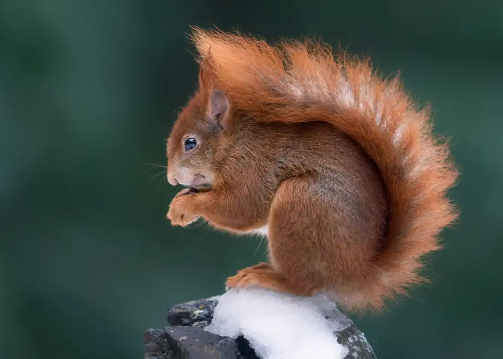 Helsen, Eddy: Wintereichhörnchen
