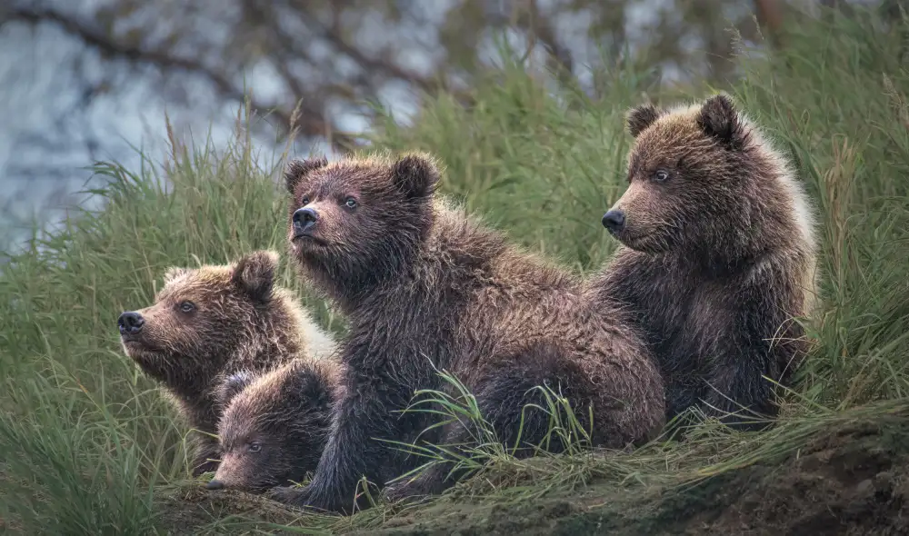 Wei, and Siyu: Quattro cuccioli di orso in attesa